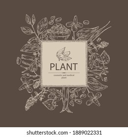 Background with medical plant: ashwagandha root and berries of withania somnifera, fenugreek seeds and flowers, flowers of thyme and houttuynia. Cosmetic and medical plant. Vector hand drawn