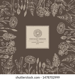 Background with medical plant: calendula flowers, licorice flower and root, linden flower and escape equisetum and plant. Cosmetics and medical plant. Vector hand drawn illustration.
