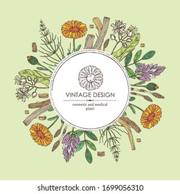 Background with medical plant: calendula flowers, licorice flower and root, linden flower and escape equisetum and plant. Cosmetics and medical plant. Vector hand drawn illustration.