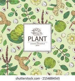 Background with medical plants: moringa, tulasi, holy basil plant ,garcinia cambogia, large galangal root. Vector hand drawn illustration