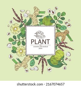 Background with medical plants: moringa, tulasi, holy basil plant ,garcinia cambogia, large galangal root. Vector hand drawn illustration