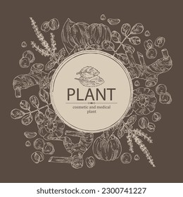 Background with medical plants: moringa, tulasi, holy basil plant ,garcinia cambogia, large galangal root. Vector hand drawn illustration