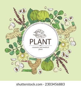 Background with medical plants: moringa, tulasi, holy basil plant ,garcinia cambogia, large galangal root. Vector hand drawn illustration