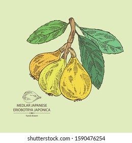 Background with medlar japanese: medlar fruit and leaves. Eriobotrya japonica. Vector hand drawn illustration.