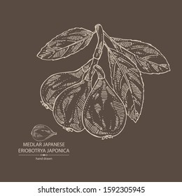 Background with medlar japanese: medlar fruit and leaves. Eriobotrya japonica. Vector hand drawn illustration.