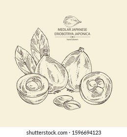 Background with medlar japanese: medlar fruit and leaves. Eriobotrya japonica. Vector hand drawn illustration.