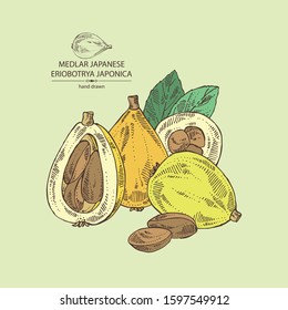 Background with medlar japanese: medlar fruit and leaves. Eriobotrya japonica. Vector hand drawn illustration.