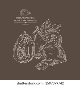 Background with medlar japanese: medlar fruit and leaves. Eriobotrya japonica. Vector hand drawn illustration.