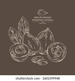 Background with medlar japanese: medlar fruit and leaves. Eriobotrya japonica. Vector hand drawn illustration.