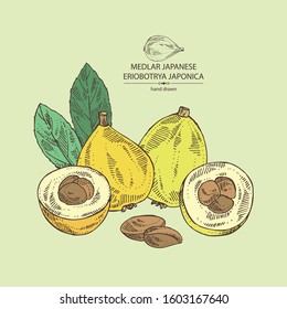 Background with medlar japanese: medlar fruit and leaves. Eriobotrya japonica. Vector hand drawn illustration.