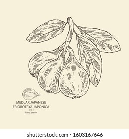 Background with medlar japanese: medlar fruit and leaves. Eriobotrya japonica. Vector hand drawn illustration.