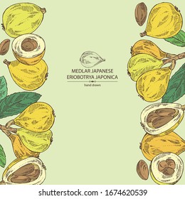 Background with medlar japanese: medlar fruit and leaves. Eriobotrya japonica. Vector hand drawn illustration.