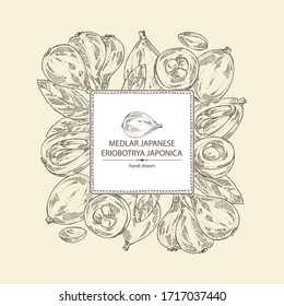 Background with medlar japanese: medlar fruit and leaves. Eriobotrya japonica. Vector hand drawn illustration.