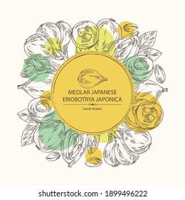 Background with medlar japanese: medlar fruit and leaves. Eriobotrya japonica. Vector hand drawn illustration.