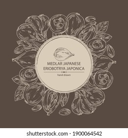 Background with medlar japanese: medlar fruit and leaves. Eriobotrya japonica. Vector hand drawn illustration.