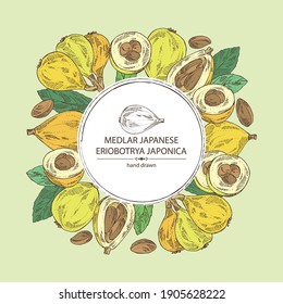 Background with medlar japanese: medlar fruit and leaves. Eriobotrya japonica. Vector hand drawn illustration.