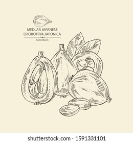 Background with medlar japanese: medlar fruit, slice and leaves. Eriobotrya japonica. Vector hand drawn illustration.