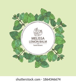 Background melissa: plant and leaves of melissa. Lemon balm. Cosmetic and medical plant. Vector hand drawn illustration.