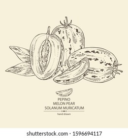 Background with melon pear: pepino fruit, melon pear slice and leaves. Solanum muricatum. Vector hand drawn illustration.