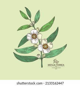 Background with mesua ferrea: mesua ferrea plant, leaves, mesua ferrea flowers. Cosmetic, perfumery and medical plant. Vector hand drawn illustration.