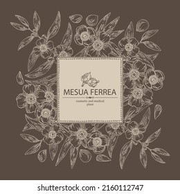 Background with mesua ferrea: mesua ferrea plant, leaves, mesua ferrea flowers. Cosmetic, perfumery and medical plant. Vector hand drawn illustration.