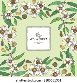 Background with mesua ferrea: mesua ferrea plant, leaves, mesua ferrea flowers. Cosmetic, perfumery and medical plant. Vector hand drawn illustration.