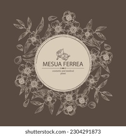 Background with mesua ferrea: mesua ferrea plant, leaves, mesua ferrea flowers. Cosmetic, perfumery and medical plant. Vector hand drawn illustration. svg