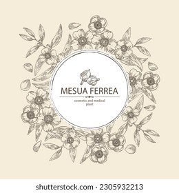 Background with mesua ferrea: mesua ferrea plant, leaves, mesua ferrea flowers. Cosmetic, perfumery and medical plant. Vector hand drawn illustration. svg