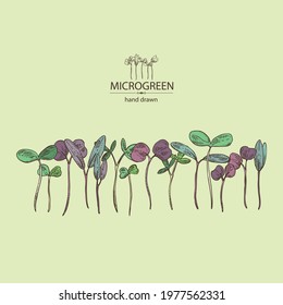 Background with microgreens: leaves and plants of microgreens. Vector hand drawn illustration