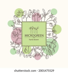 Fondo con microvegetales: hojas y plantas de microvegetales. Ilustración dibujada a mano por el vector