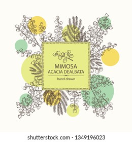 Background with mimosa: mimosa flowering branch and leaves. Acacia dealbata. Cosmetic, perfumery and medical plant. Vector hand drawn illustration