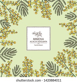 Background with mimosa: mimosa flowering branch and leaves. Acacia dealbata. Cosmetic, perfumery and medical plant. Vector hand drawn illustration