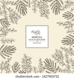 Background with mimosa: mimosa flowering branch and leaves. Acacia dealbata. Cosmetic, perfumery and medical plant. Vector hand drawn illustration