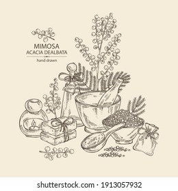 Background with mimosa: mimosa flowering branch and leaves. Acacia dealbata.  Oil, soap and bath salt . Cosmetics and medical plant. Vector hand drawn illustration