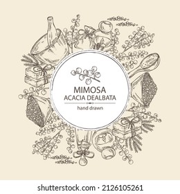 Background with mimosa: mimosa flowering branch and leaves. Acacia dealbata.  Oil, soap and bath salt . Cosmetics and medical plant. Vector hand drawn illustration