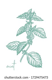 Background with mint leaves and flowers. Vector hand drawn illustration.