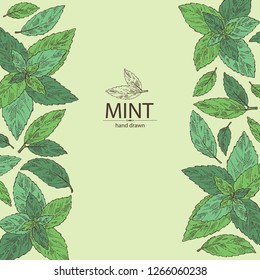 Background with mint: plant and leaves of peppermint. Vector hand drawn illustration