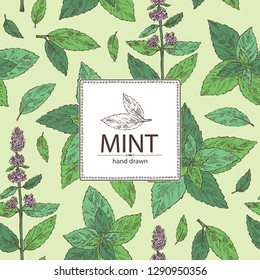 Background with mint: plant and leaves of peppermint. Vector hand drawn illustration