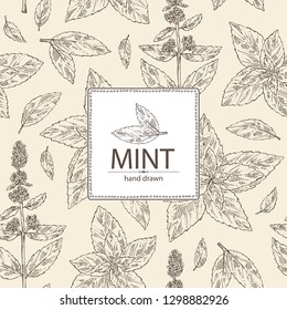 Background with mint: plant and leaves of peppermint. Vector hand drawn illustration