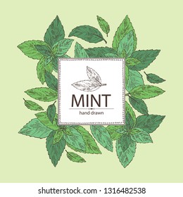 Background with mint: plant and leaves of peppermint. Vector hand drawn illustration