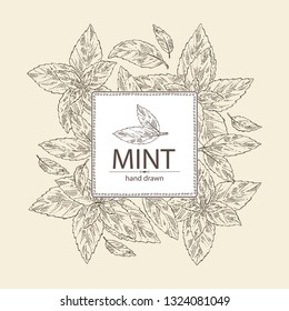 Background with mint: plant and leaves of peppermint. Vector hand drawn illustration