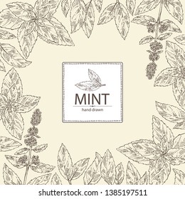 Background with mint: plant and leaves of peppermint. Vector hand drawn illustration