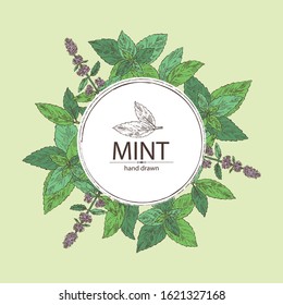 Background with mint: plant and leaves of peppermint. Vector hand drawn illustration