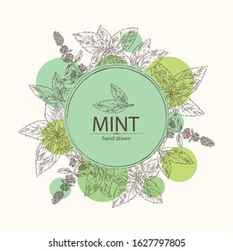 Background with mint: plant and leaves of peppermint. Vector hand drawn illustration