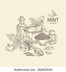 Background with mint: plant and leaves of peppermint. Oil, soap and bath salt . Cosmetics and medical plant. Vector hand drawn illustration