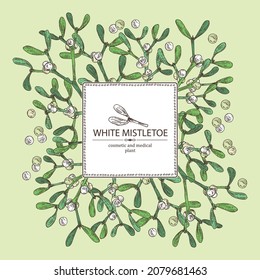 Background with mistletoe: mistletoe plant, berries  and mistletoe branch. Viscum album. Cosmetic and medical plant. Vector hand drawn illustration