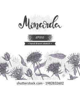 Background with Monarda or Bergamot and lettering Monarda Detailed hand-drawn sketches, vector botanical illustration. For menu, label, packaging design.
