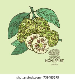 Background with background with morinda, noni fruit: branch with noni fruit. Super food. Vector hand drawn illustration