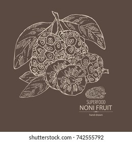 Background with background with morinda, noni fruit: branch with noni fruit. Super food. Vector hand drawn illustration
