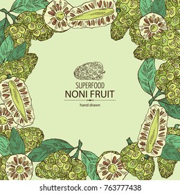 Background with background with morinda, noni fruit: branch with noni fruit. Super food. Vector hand drawn illustration